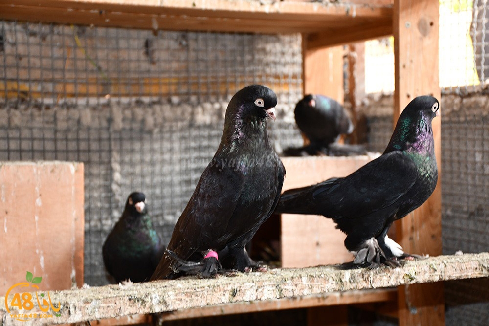 zohdi 3ashoor (66).jpeg